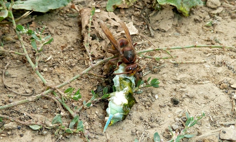 Predatori di farfalle